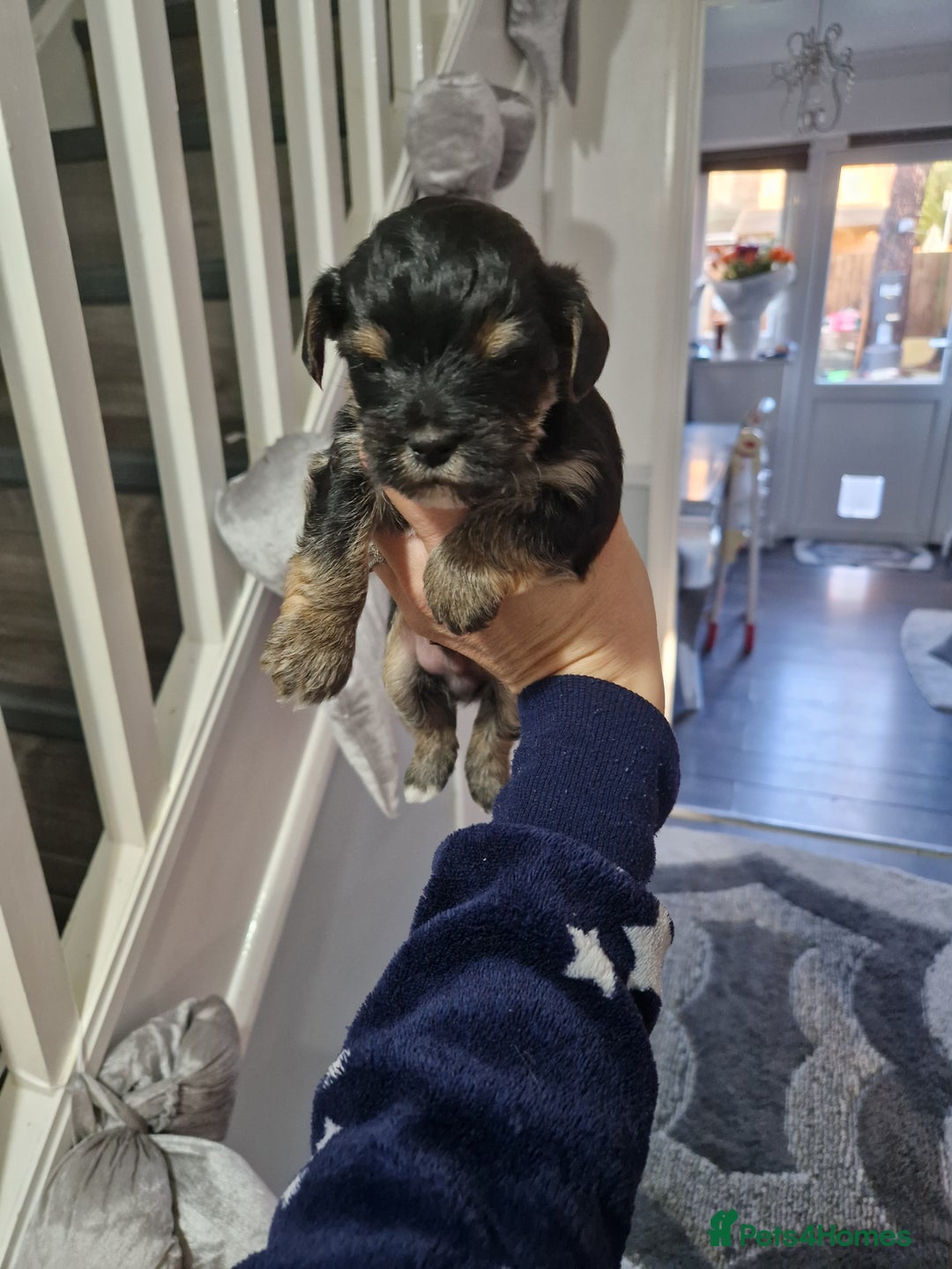 Yorkshire Terrier dogs for sale: Yorkshire terrier pure breads - Advert 2