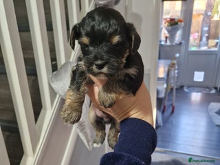 Yorkshire Terrier dogs Yorkshire terrier pure breads - Advert 1