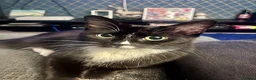Mixed Breed cats for sale: Adorable Kittens Ready for Their New Hom - Advert 1