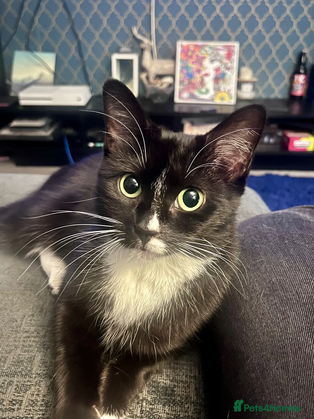 Mixed Breed cats for sale: Adorable Kittens Ready for Their New Hom - Advert 1