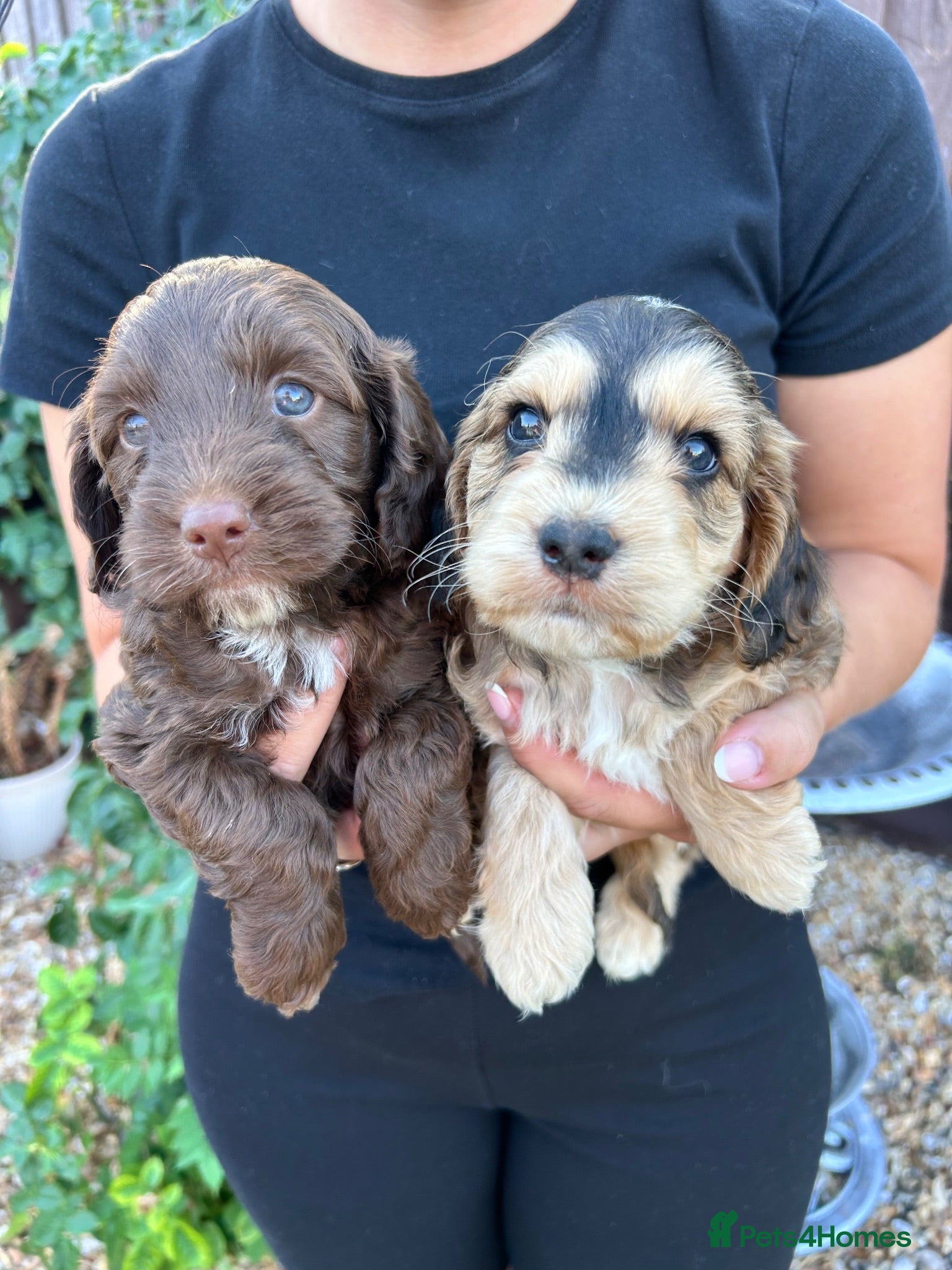 Cockapoo dogs for sale: Cockapoo puppy’s for sale  - Advert 1