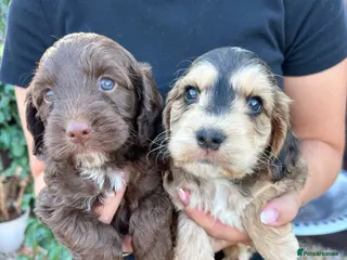 Cockapoo dogs Cockapoo puppy’s for sale - Advert 1