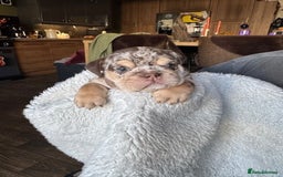 English Bulldog dogs for sale: Beautiful English Bulldog Puppies - Image 1
