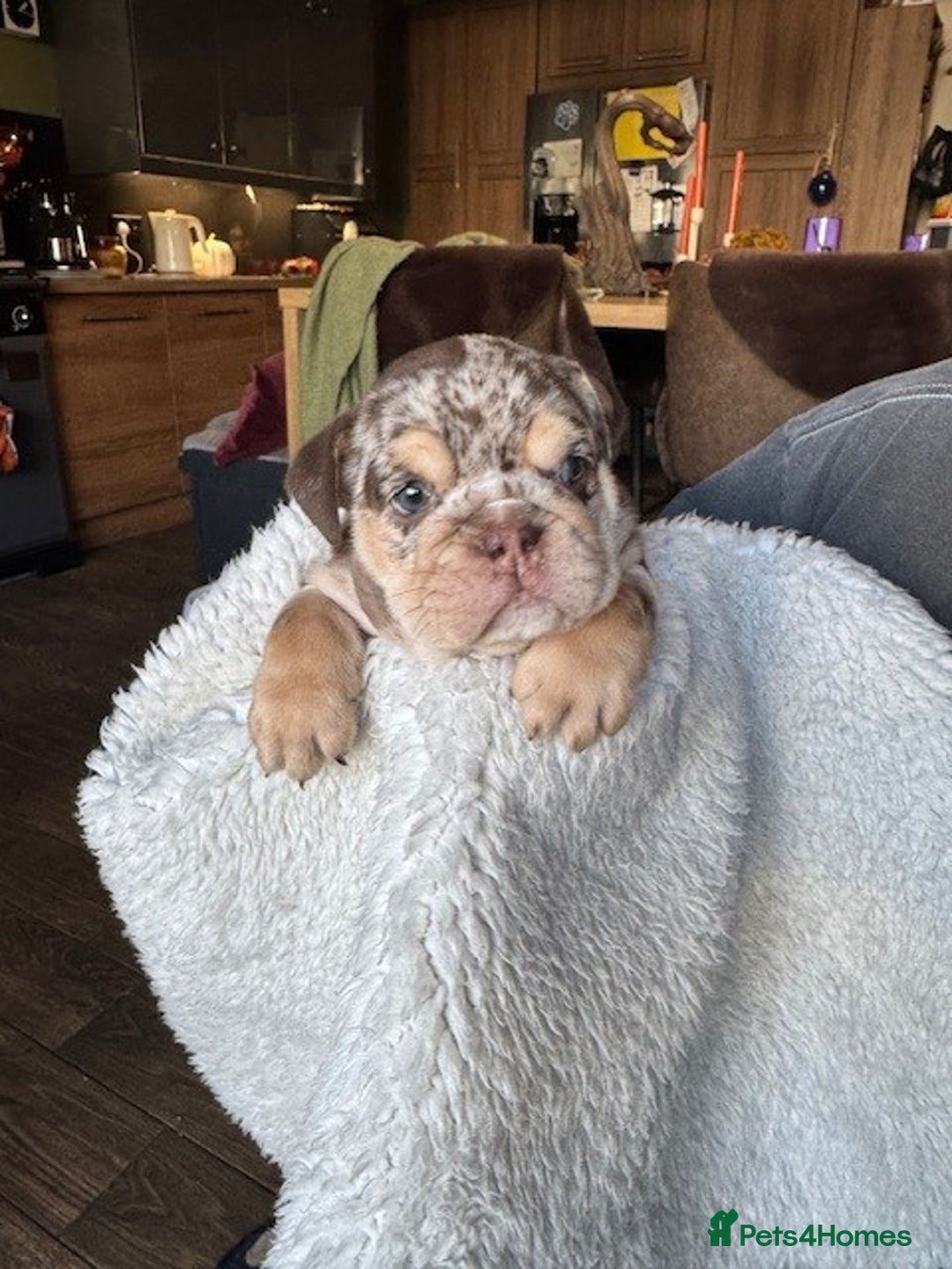 English Bulldog dogs for sale: Beautiful English Bulldog Puppies - Image 1