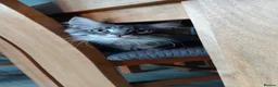 Maine Coon cats for sale: Gorgeous, sociable maine coon kittens  - Advert 7