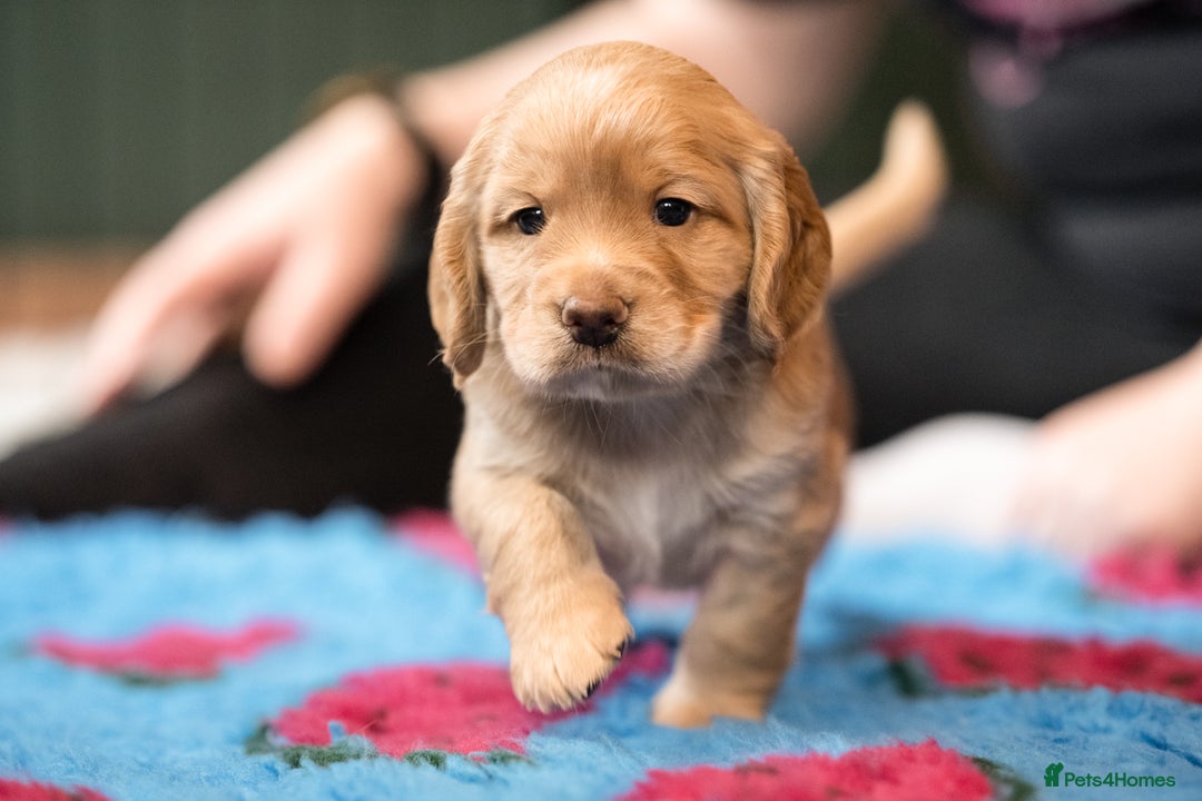 Cocker Spaniel dogs for sale: KC Reg Working Cocker Spaniels (Golden) - Image 9