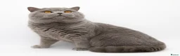 British Shorthair cats for sale: GCCF registered, ready to collect next week! - Advert 24