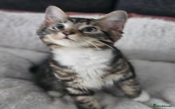 Maine Coon cats for sale: Maine X - Image 7