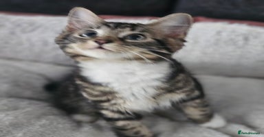 Maine Coon cats - Advert 15