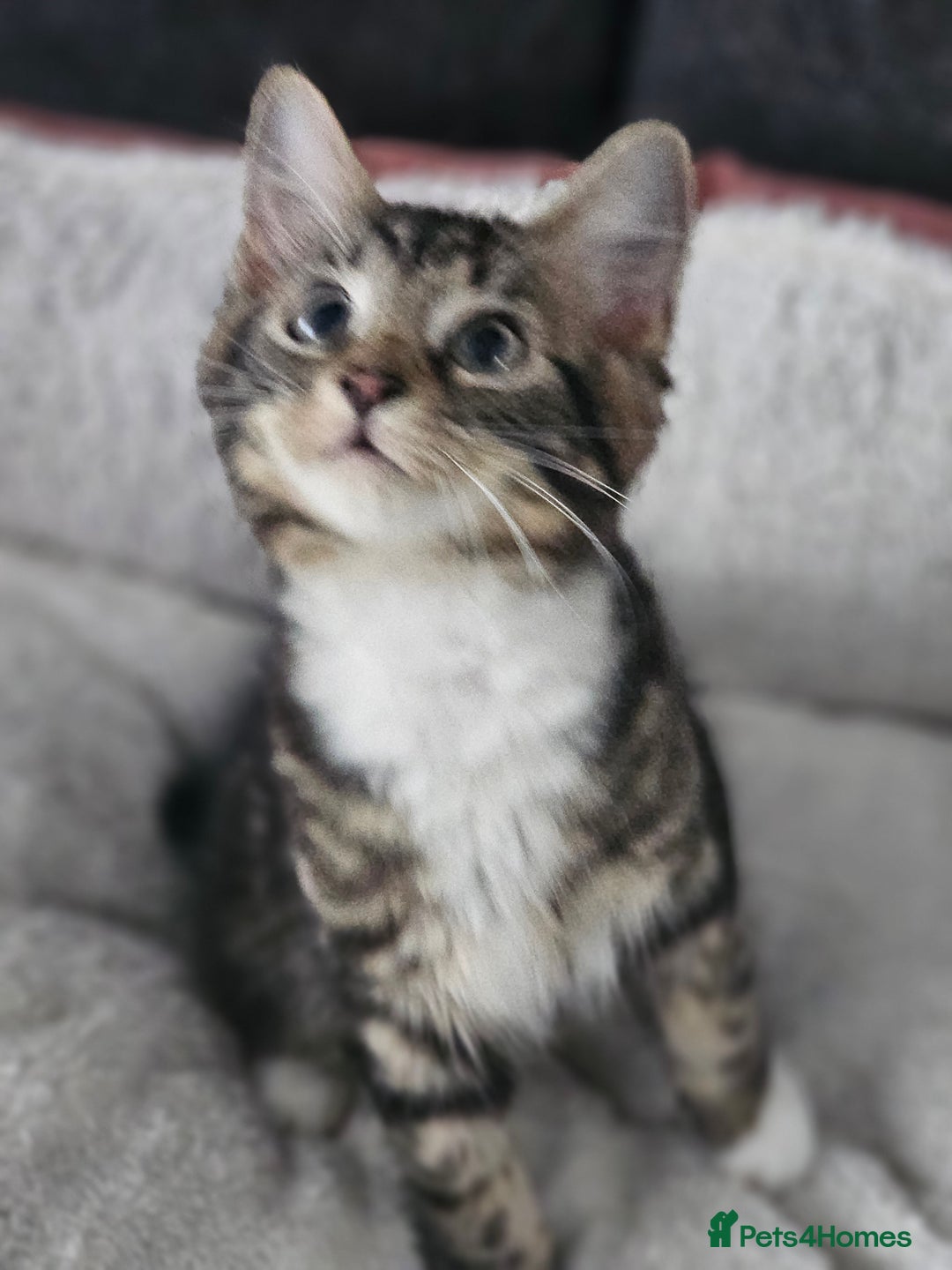 Maine Coon cats for sale: Maine X - Image 7