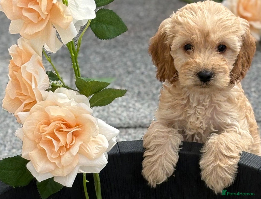 Cockapoo dogs for sale: Adorable cockapoos - Image 12