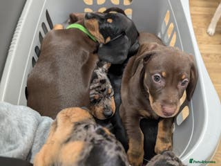 Dachshund dogs Daschund puppies - Advert 9