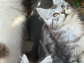 Maine Coon cats Stunning silver/black tabby MC boys available - Advert 4