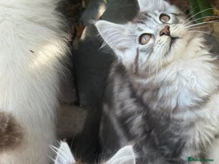 Maine Coon cats Stunning silver/black tabby MC boys available - Advert 16