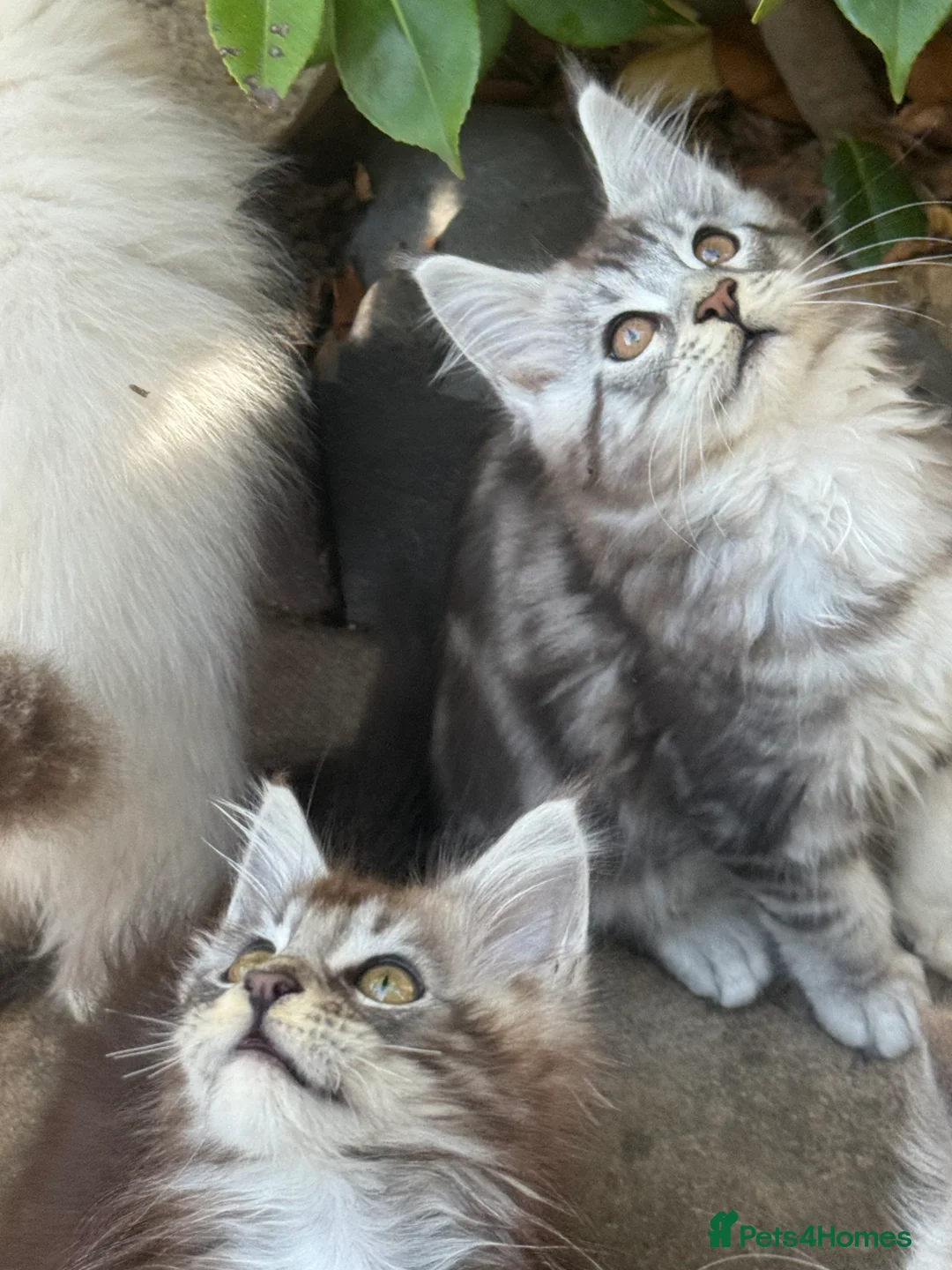 Maine Coon cats for sale: Stunning silver/black tabby MC boys available  - Advert 1