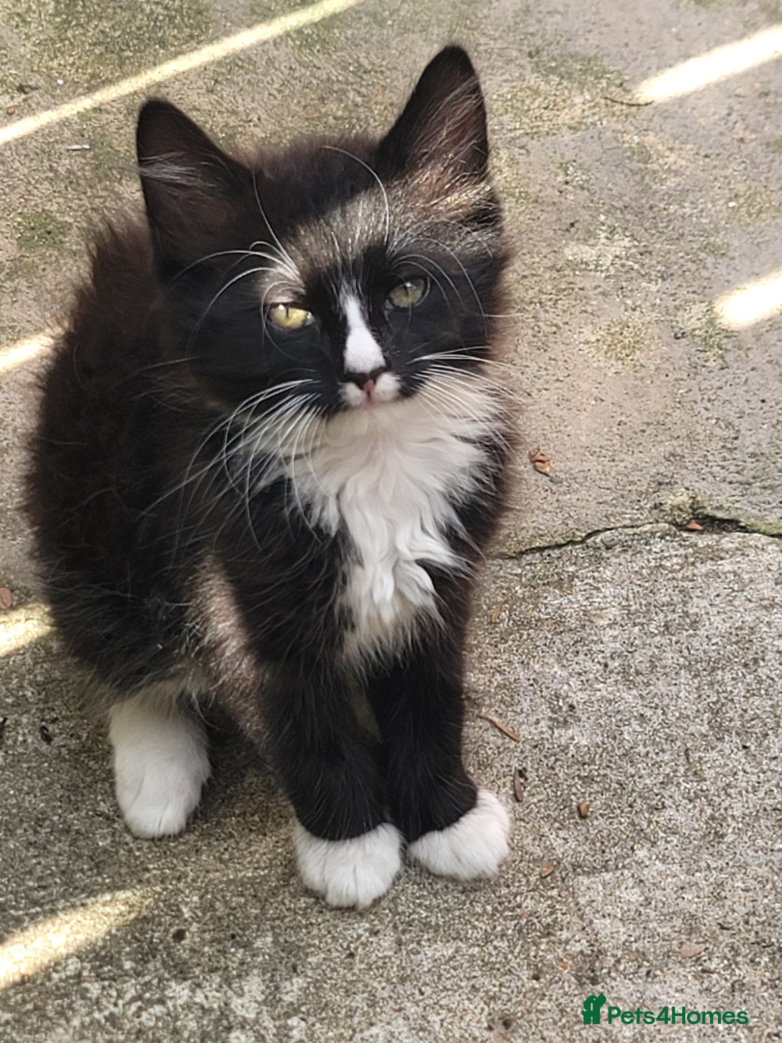 Mixed Breed cats for sale: A boy and his mother are looking for new home. - Advert 2