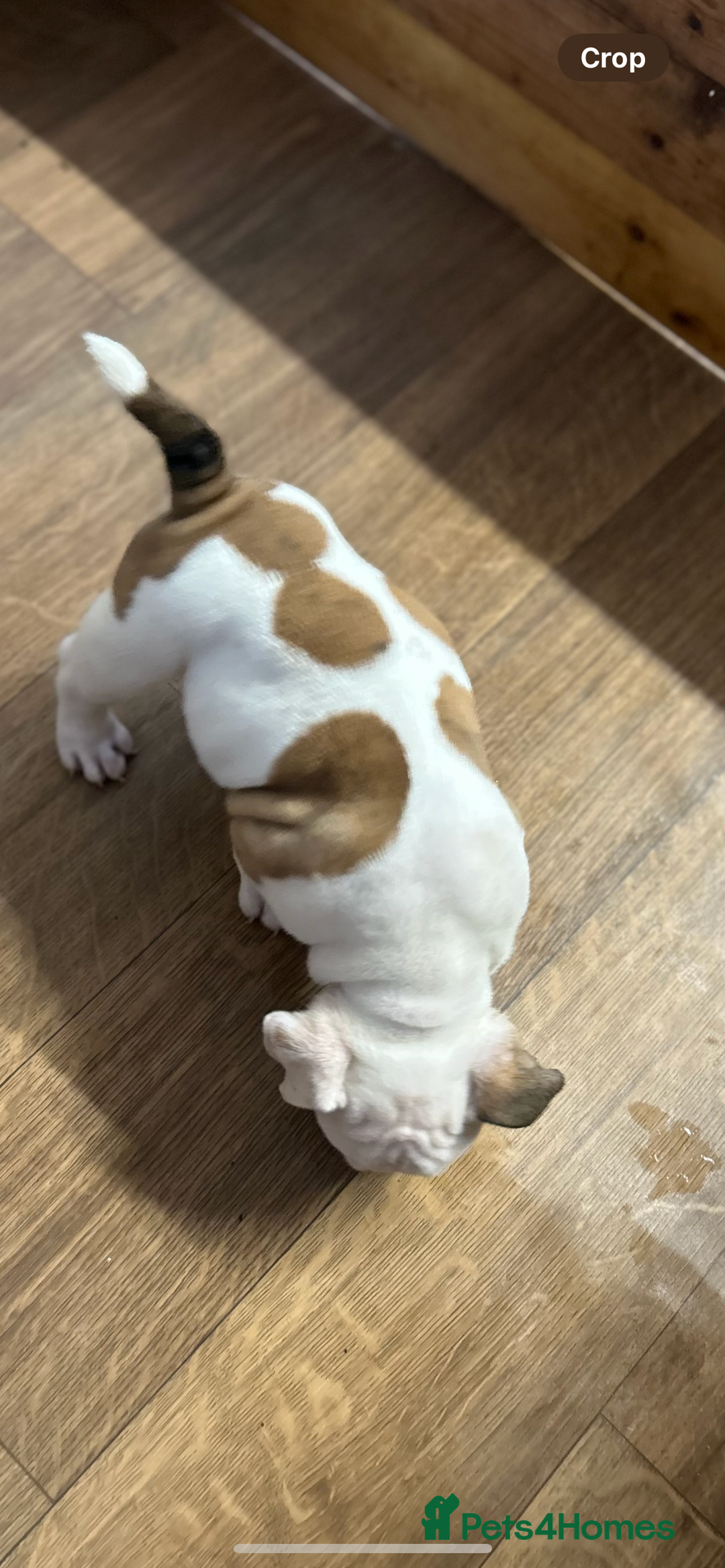 English Bulldog dogs for sale: English bulldogs  - Image 6