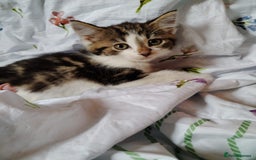 Domestic Shorthair cats for sale: Beautiful kittens baby girls ready for new home  - Image 8