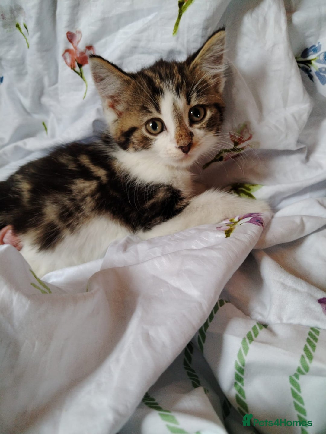 Domestic Shorthair cats for sale: Beautiful kittens baby girls ready for new home  - Image 8