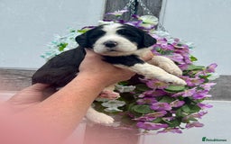 Saint Bernard dogs for sale: F1 st doodles puppies for sale - Image 14