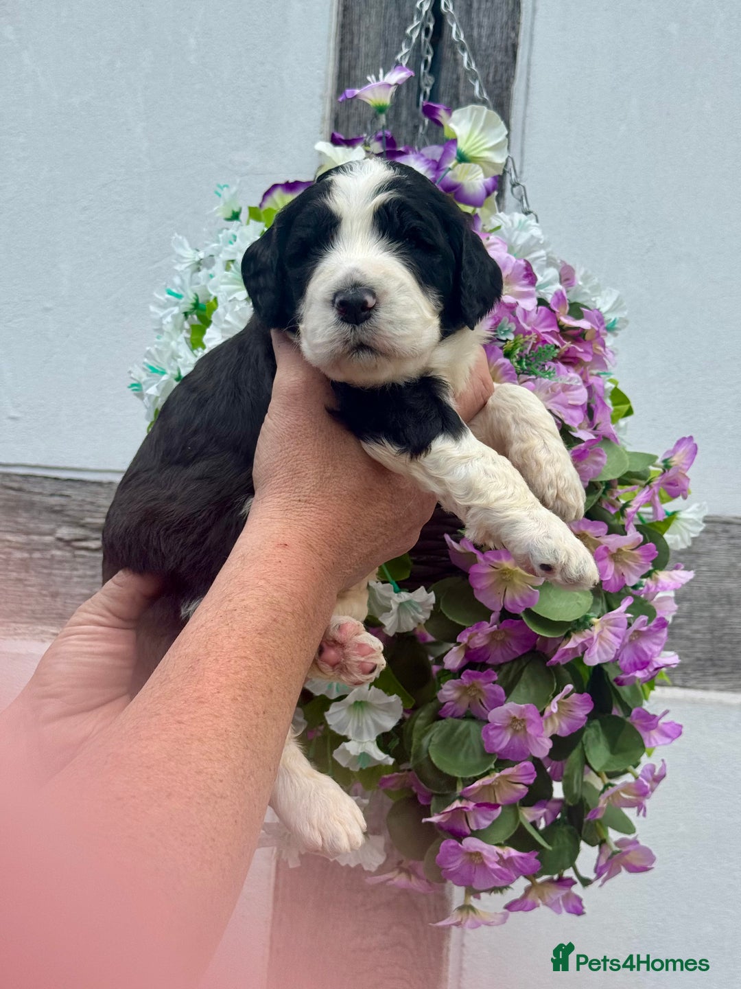 Saint Bernard dogs for sale: F1 st doodles puppies for sale - Image 14