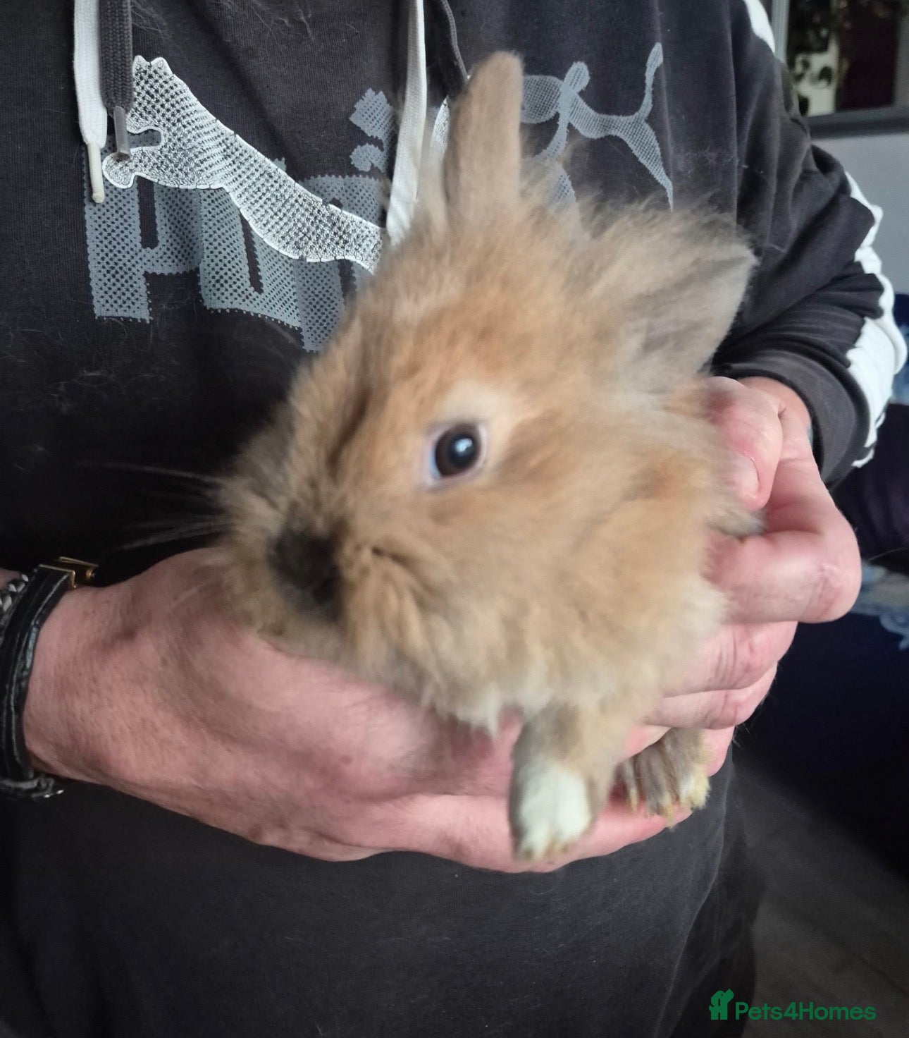 Mini Lion Lop rabbits Mini lop lion caramel - Advert 2