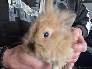 Mini Lion Lop rabbits Mini lop lion caramel - Advert 2