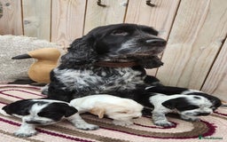 Cocker Spaniel dogs for sale: Show Cocker Spaniel  - Image 4