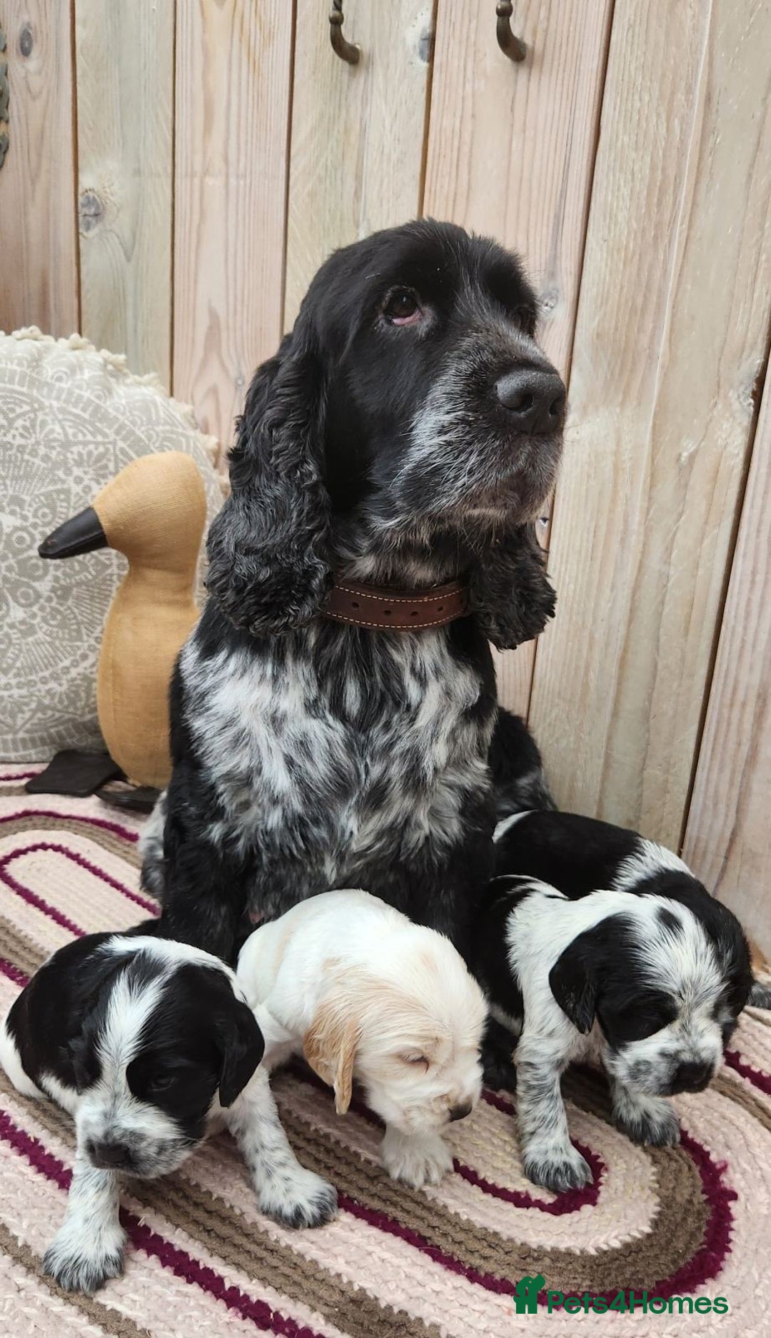 Cocker Spaniel dogs for sale: Show Cocker Spaniel  - Image 4
