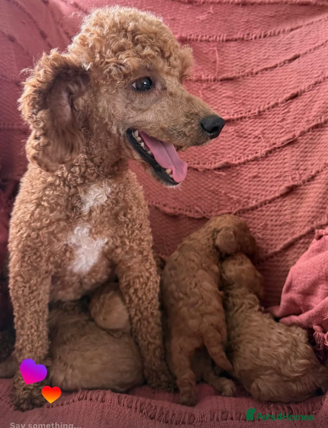 Cockapoo dogs for sale: Ready Now! F1 cockapoo - Advert 3