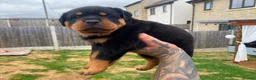 Rottweiler dogs for sale: KC Registered Rottweiler Puppies 4 Beautiful Males in Gainsborough - Advert 3