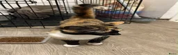 Mixed Breed cats for sale: Female in Burton-on-Trent - Advert 2