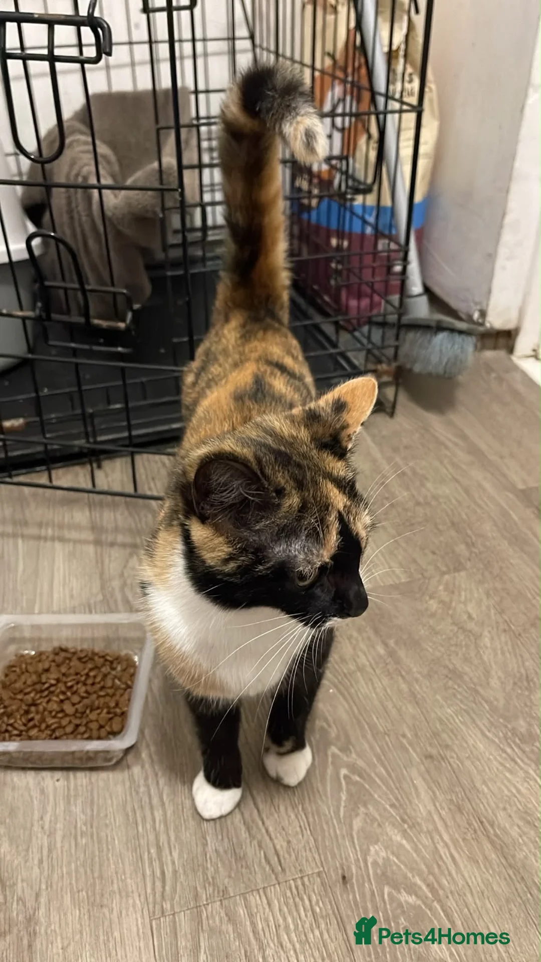 Mixed Breed cats for sale: Female in Burton-on-Trent - Advert 2