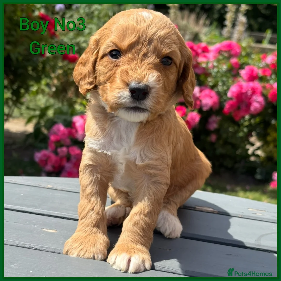 Cockapoo dogs for sale: ONLY 1  left!  F1  KC  FOX RED COCKAPOOS - Advert 19