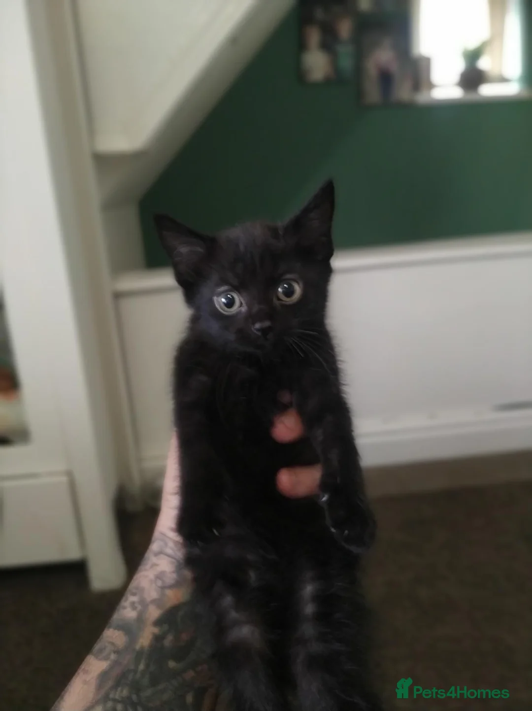 British Shorthair cats for sale: 3 black british shorthaired kittens in Wolverhampton - Advert 2