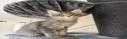 Maine Coon cats for sale: Mainecoone kitten  in Telford - Advert 4