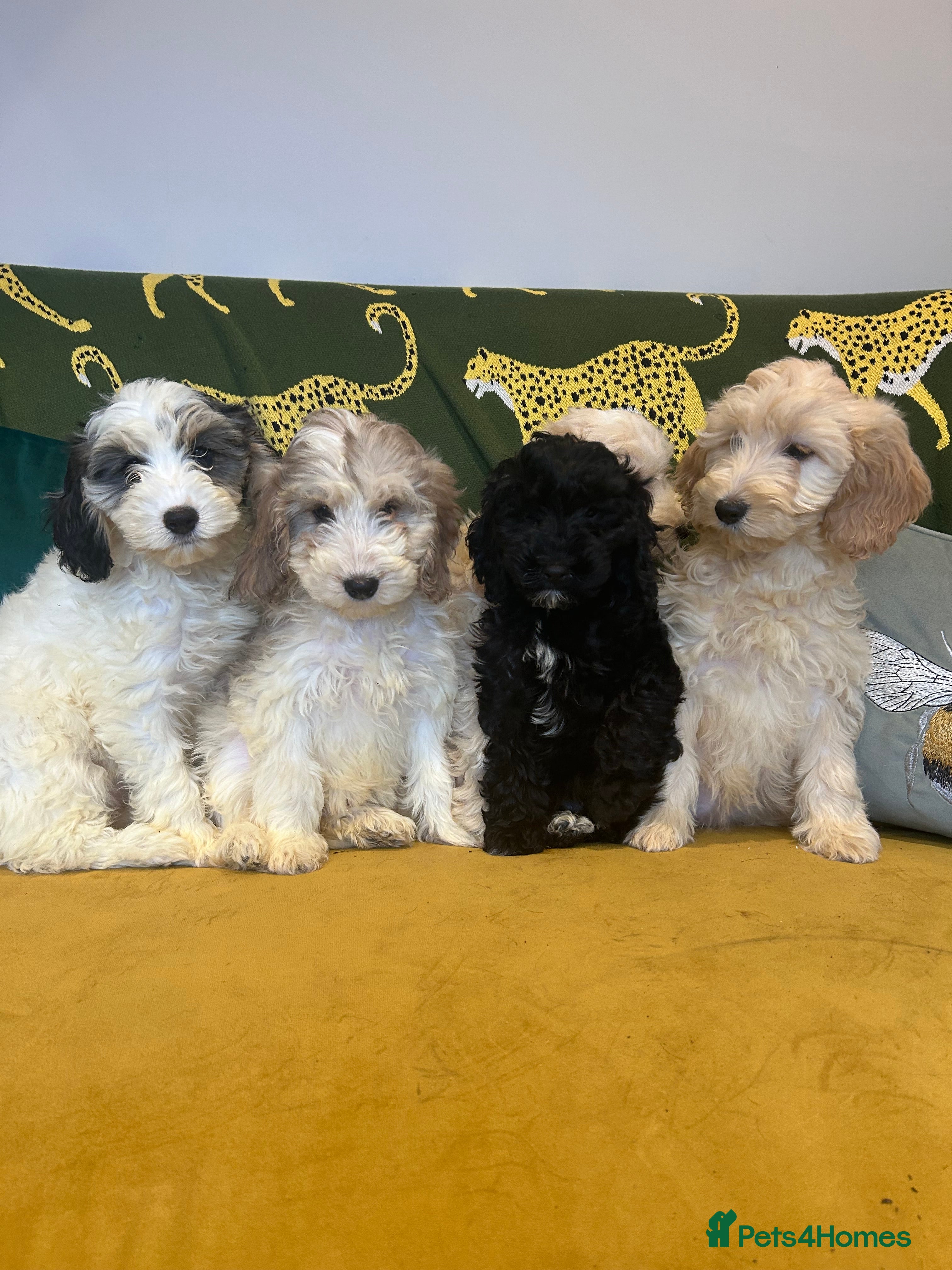 Cockapoo dogs F1 Cockerpo litter  - Advert 2