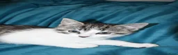 Mixed Breed cats for sale: 6 Gorgeous kittens for sale - Advert 13