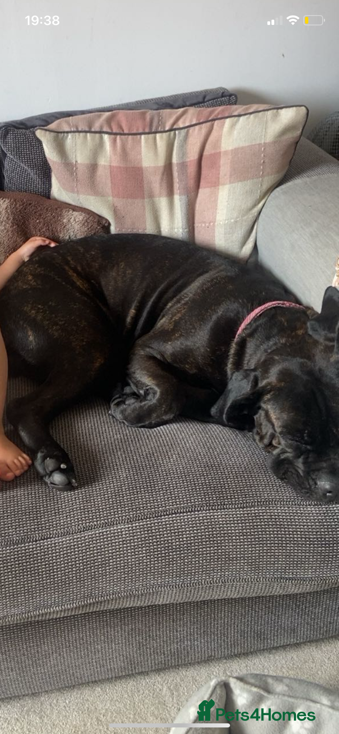 Cane Corso dogs for sale: Cane Corso (nala) - Image 5