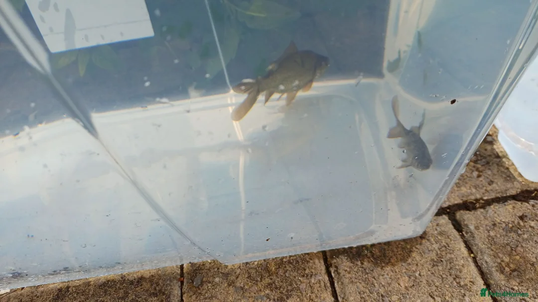 Goldfish fish for sale: Goldfish for sale - Advert 1