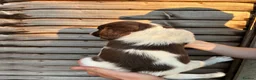 English Springer Spaniel dogs for sale: Male FTCh Sired ESS Puppy ready for forever homes - Advert 26