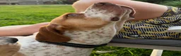 Mixed Breed dogs for adoption: Oscar: A Gentle Young Boy with the Wagging Tail ❤️ in Maidstone - Advert 3