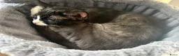 Mixed Breed cats for sale: Three beautiful female kittens! - Advert 18