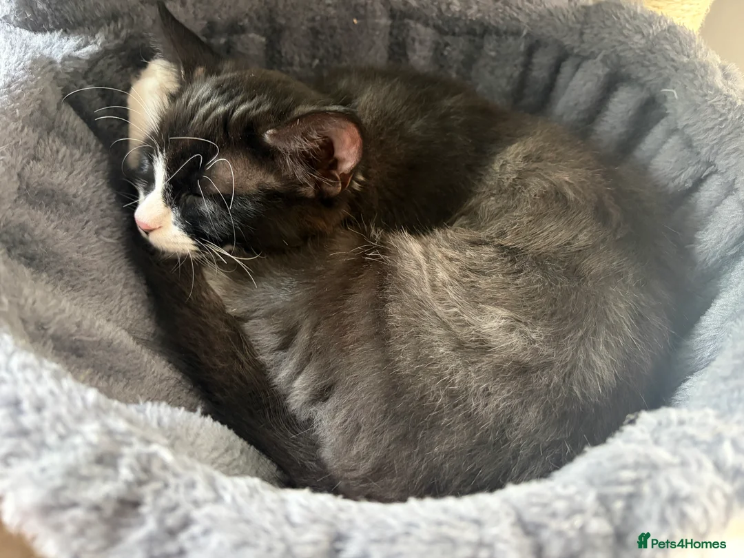 Mixed Breed cats for sale: Three beautiful female kittens! - Advert 18