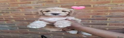 Cockapoo dogs for sale: Gorgeous F1 Cockapoo Pups  in Bexhill-on-Sea - Advert 4