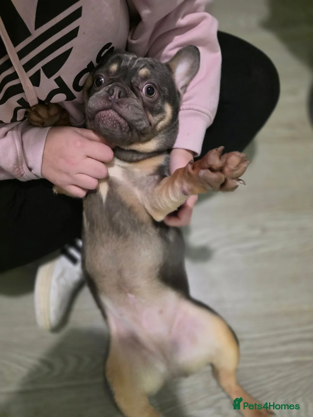 French Bulldog dogs for sale: 1 year old belle looking for forever home - Advert 2