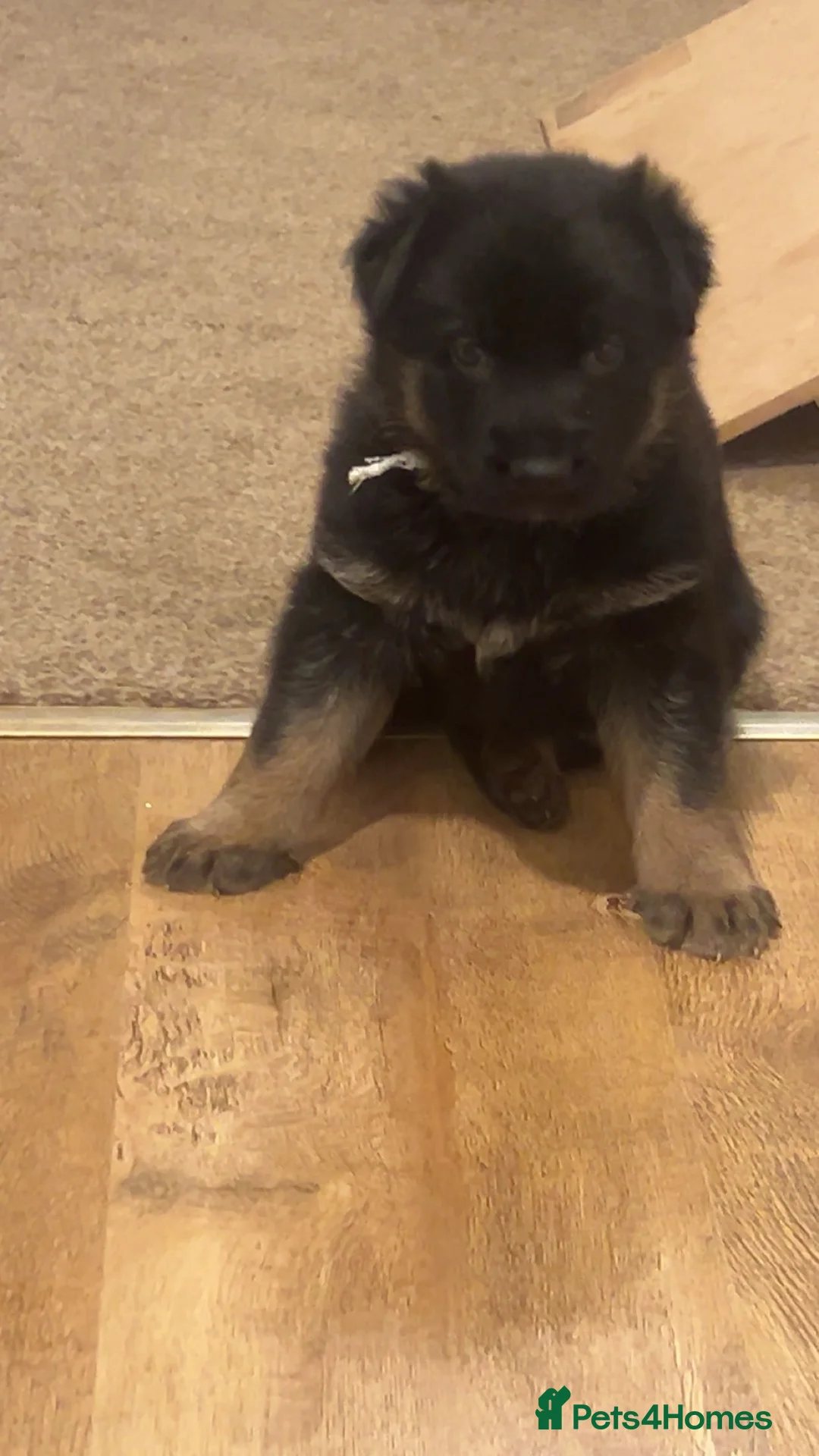 German Shepherd dogs for sale: 2 KC registered German shepherd girls for sale - Advert 2