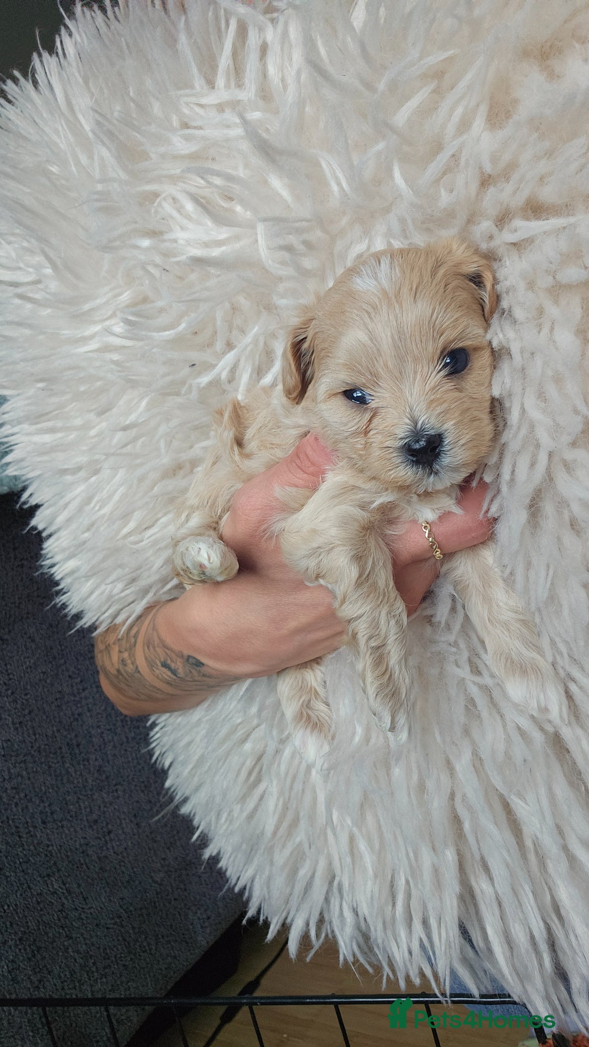 Maltipoo dogs for sale: Cute Small Maltipoos F1  - Advert 24