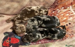 Miniature Dachshund dogs for stud: Chocolate & Tan (carries long) Stud in Dalry - Image 10