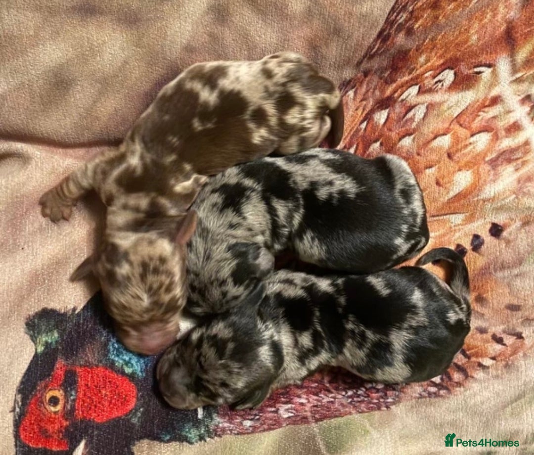 Miniature Dachshund dogs for stud: Chocolate & Tan (carries long) Stud in Dalry - Image 10